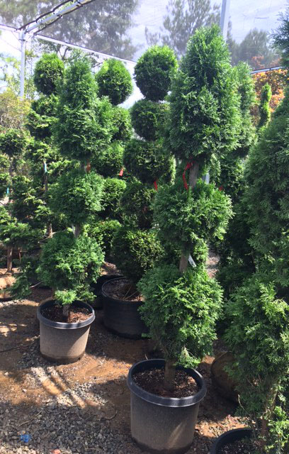 60 - 72 inch Spear & Ball Thuja Topiary ONSALE